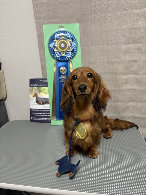 ミニチュアダックスフンド(ロング)【・女の子・2024年10月24日・レッド】