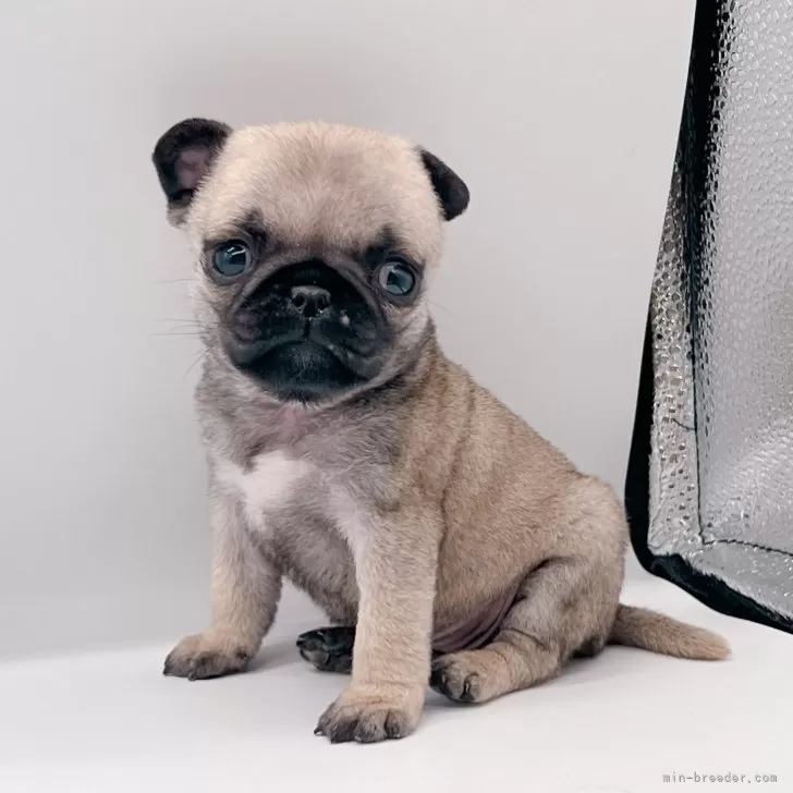 パグ大好き 様のお迎えした子犬