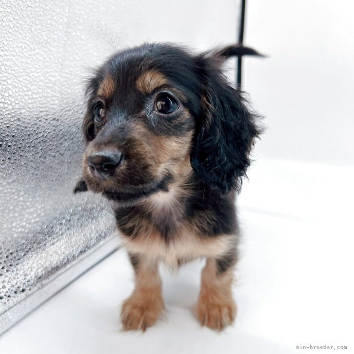 ブリーダー画像