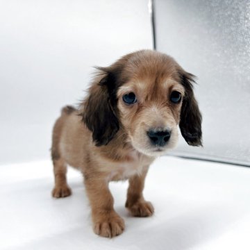 ミニチュアダックスフンド(ロング)【千葉県・女の子・2025年9月13日・ジェーデッドレッド】の写真「小さめな女の子❤︎」