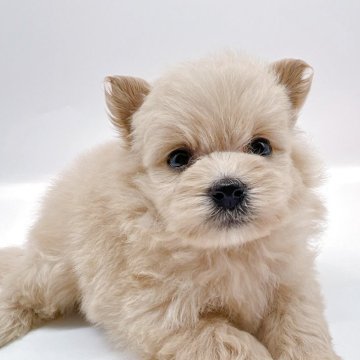 ポメプー(ポメラニアン×トイプードル)【千葉県・女の子・2025年8月16日・アプリコット】の写真「優しい性格の女の子❤︎」