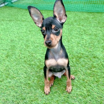 ミニチュアピンシャー【千葉県・男の子・2025年7月26日・ブラック&タン】の写真「イケメンなお顔の男の子★」