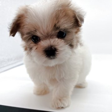 ミックス(マルチーズ×シーズー)【千葉県・女の子・2025年9月13日・ゴールド&ホワイト】の写真「小さめな女の子❤︎」