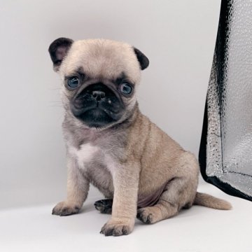 パグ【千葉県・女の子・2025年1月4日・フォーン】の写真「小さめな女の子❤︎」