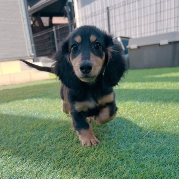 ミニチュアダックスフンド(ロング)【千葉県・男の子・2024年10月26日・ブラック&タン】の写真「甘えん坊で人懐っこい男の子★」