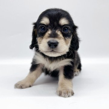 ミニチュアダックスフンド(ロング)【千葉県・男の子・2025年11月7日・ブラック&イエロー】の写真「小さめな男の子★」