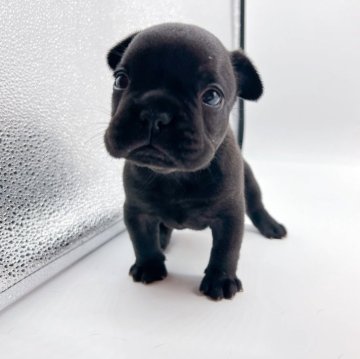 フレンチブルドッグ【千葉県・女の子・2025年5月24日・ブリンドル】の写真「人懐っこく元気いっぱいな女の子❤︎」