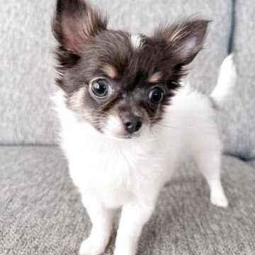 チワワ(ロング)【千葉県・女の子・2025年5月3日・ホワイト&ブルータン】の写真「甘えん坊で好奇心旺盛な女の子❤︎」