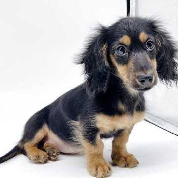 ミニチュアダックスフンド(ロング)【千葉県・女の子・2025年9月7日・ブラック&タン】の写真「元気いっぱいな女の子❤︎」