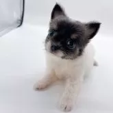 チワワ(ロング)