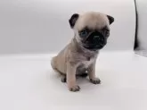 パグ【千葉県・女の子・2025年1月4日・フォーン】の写真2