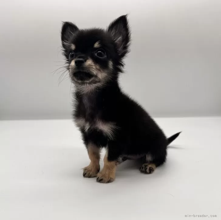 ID：2410-00004の子犬