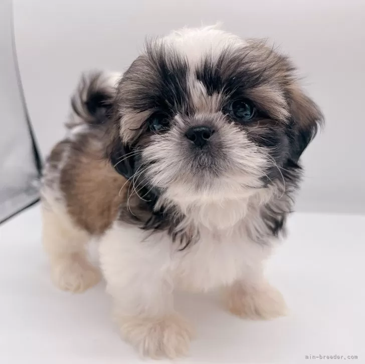 ID：2410-02771の子犬