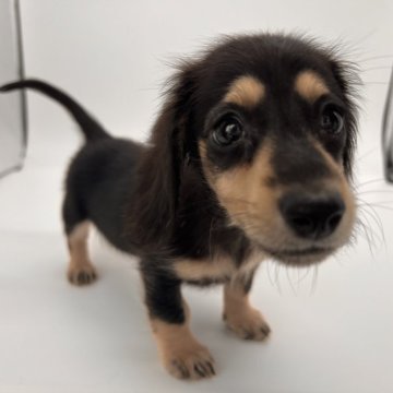 ミニチュアダックスフンド(ロング)【千葉県・女の子・2024年6月29日・ブラック&タン】の写真「小さめな女の子❤︎」