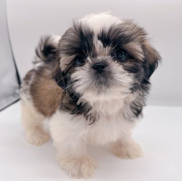 シーズー【千葉県・男の子・2024年8月24日・ホワイト&ゴールド】の写真「可愛いお顔な男の子★」