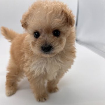 ポメプー(ポメラニアン×トイプードル)【千葉県・女の子・2024年5月18日・アプリコット】の写真「おめめがくりくりな可愛い女の子❤︎」