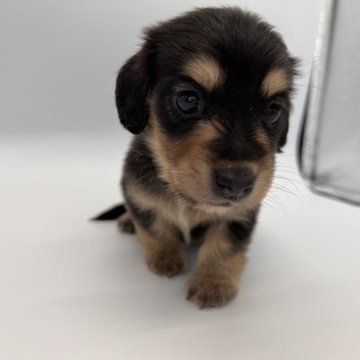 ミニチュアダックスフンド(ロング)【千葉県・男の子・2024年6月15日・ブラック&イエロー】の写真「甘えん坊な男の子★」