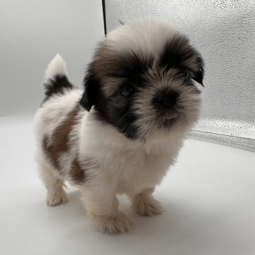 シーズー【千葉県・女の子・2024年6月8日・ホワイト&ゴールド】の写真「人懐っこい女の子❤︎」