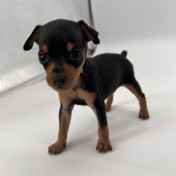 ミニチュアピンシャー【千葉県・女の子・2024年6月29日・ブラック&タン】の写真「小さめな女の子❤︎」