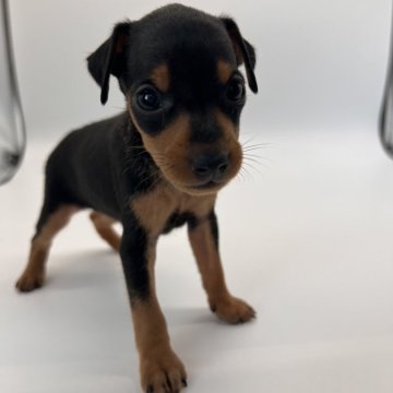 ミニチュアピンシャー【千葉県・女の子・2024年6月29日・ブラック&タン】の写真「人懐っこい女の子❤︎」