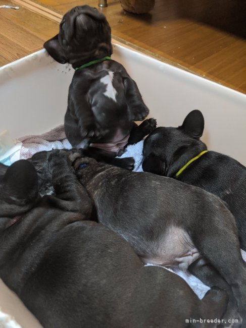 大内　香(おおうち　かおり)ブリーダー(茨城県・柴犬など・JKC/日本犬保存会登録)の紹介写真4