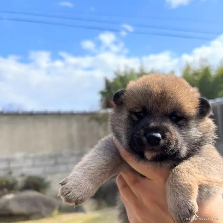 ID：2504-02844の子犬