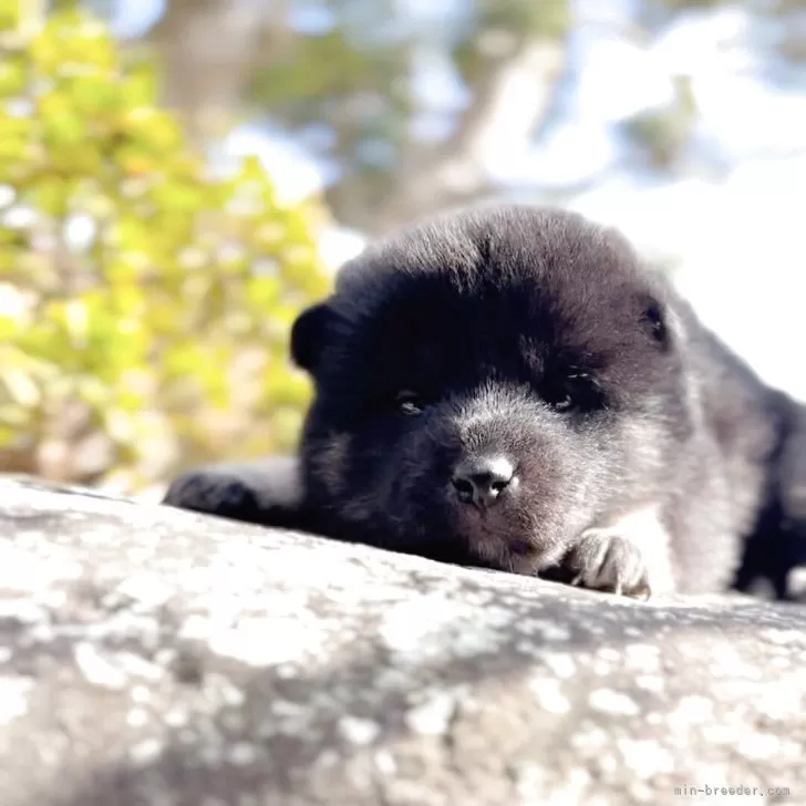なんさん 様のお迎えした子犬