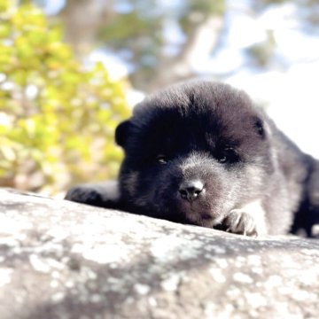 柴犬(標準サイズ)【茨城県・女の子・2025年2月12日・黒】の写真「配色はこれからハッキリ出てきます」