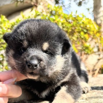 柴犬(標準サイズ)【茨城県・女の子・2025年2月12日・黒】の写真「配色がキレイな女の子」