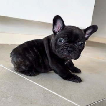 フレンチブルドッグ【茨城県・男の子・2024年12月16日・ブリンドル】の写真「筋肉質な男の子」