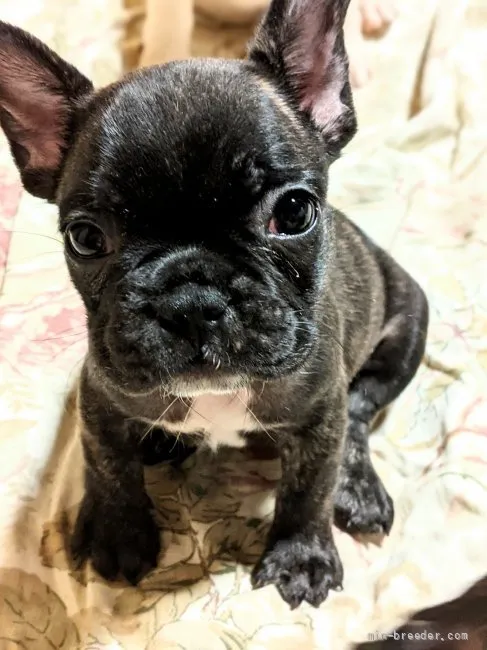 ID：2111-01056の子犬
