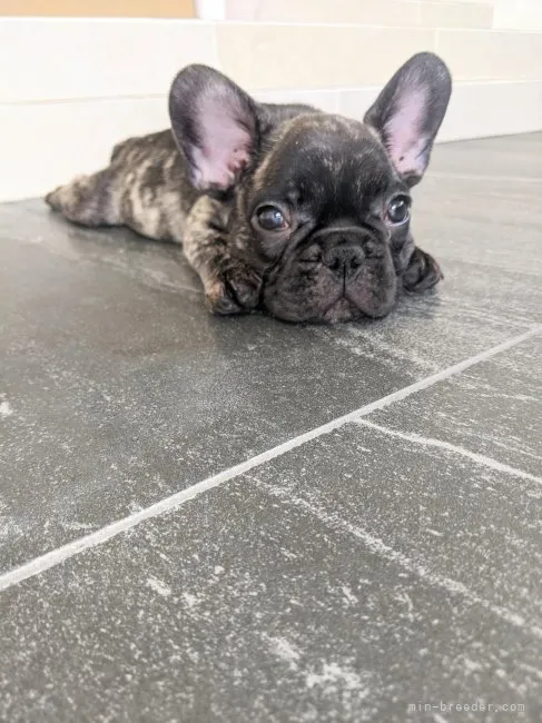 ID：2206-04436の子犬