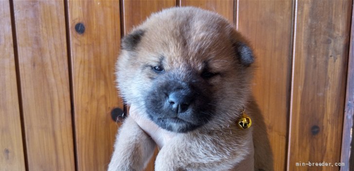 千葉県在住 様のお迎えした子犬