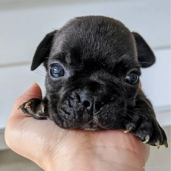 M.M 様のお迎えした子犬
