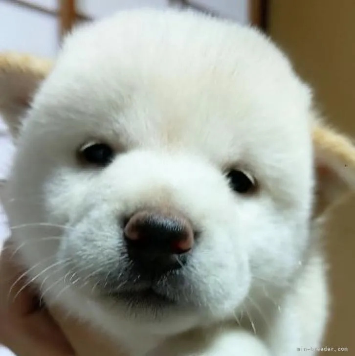 ID：2210-02187の子犬