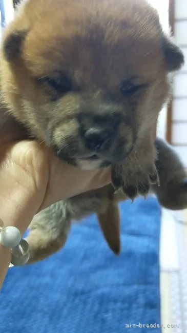 千葉県在住 様のお迎えした子犬