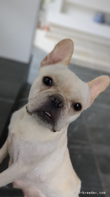 フレンチブルドッグ【・女の子・2021年9月10日・クリーム】