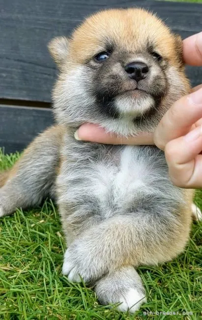 ID:2108-03019の子犬