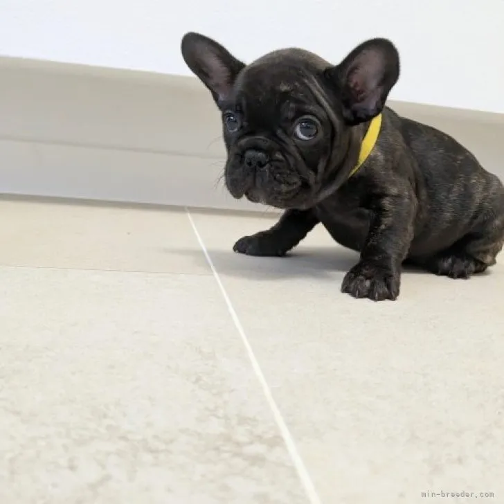 こむた 様のお迎えした子犬