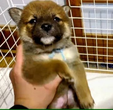 柴犬(標準サイズ)【茨城県・女の子・2021年1月1日・赤】の写真「元旦産まれのたぬき顔」