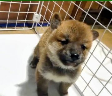 柴犬(標準サイズ)【茨城県・男の子・2021年1月1日・赤】の写真「両親たぬき顔🐕元旦産まれ」