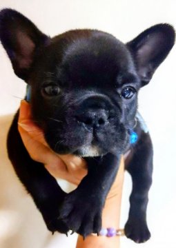 フレンチブルドッグ【茨城県・女の子・2021年3月26日・ブリンドル】の写真「両親共にチャンピオン直子✨」