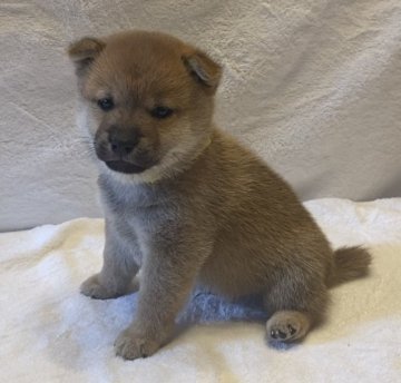 柴犬(豆柴)【茨城県・男の子・2020年12月24日・赤】の写真「5兄妹で1匹だけ男の子」