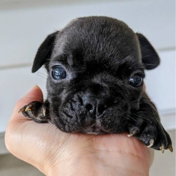 フレンチブルドッグ【茨城県・男の子・2024年8月6日・ブリンドル】の写真「🦖がっちり体型の男の子」