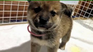 柴犬(標準サイズ)【茨城県・女の子・2021年1月1日・赤】の写真「1月1日🌅産まれ」