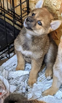 柴犬(標準サイズ)【茨城県・女の子・2020年7月19日・胡麻】の写真「希少カラー」