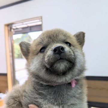 柴犬(標準サイズ)【茨城県・女の子・2023年3月3日・赤毛】の写真「小さめ予想の女のコ」