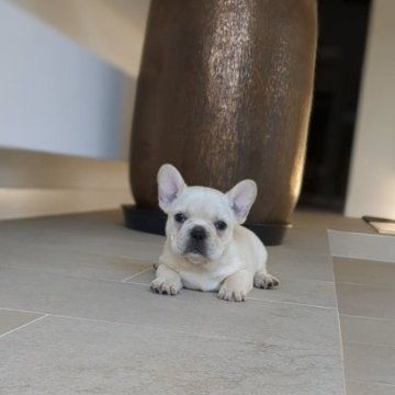 フレンチブルドッグ【茨城県・男の子・2023年3月30日・クリーム】の写真「むっちむちコロコロ」