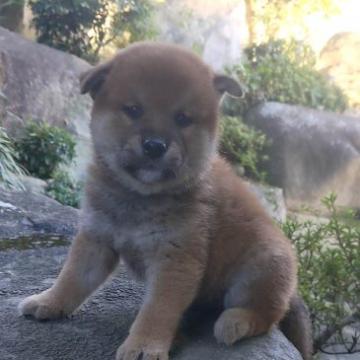 柴犬(標準サイズ)【茨城県・男の子・2022年9月16日・赤】の写真「色素が濃いめのむちむち男の子」