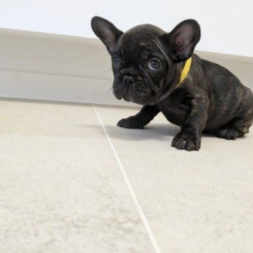 フレンチブルドッグ【茨城県・女の子・2023年2月17日・ブリンドル】の写真「小さめサイズな女の子🌸」